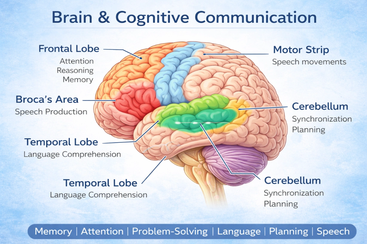 Beyond Words: How Cognitive-Communication Therapy Supports Brain Injury Recovery and Dementia